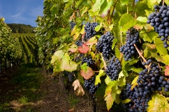 Photo of the Niagara Wine Grapes